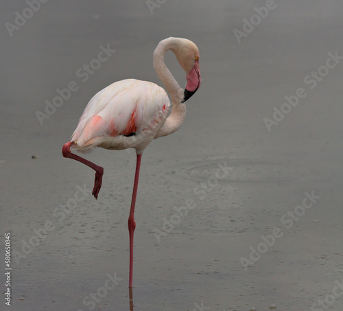a greater flamingo standing on one leg to cool off in lake amboseli  kenya