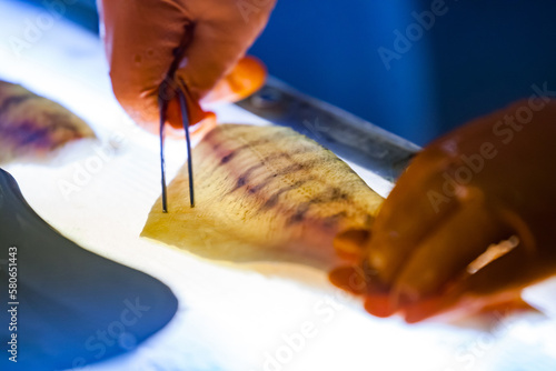 Fresh pike-perch filetting and removing rib bones on light table. Extra low depth of field closeup