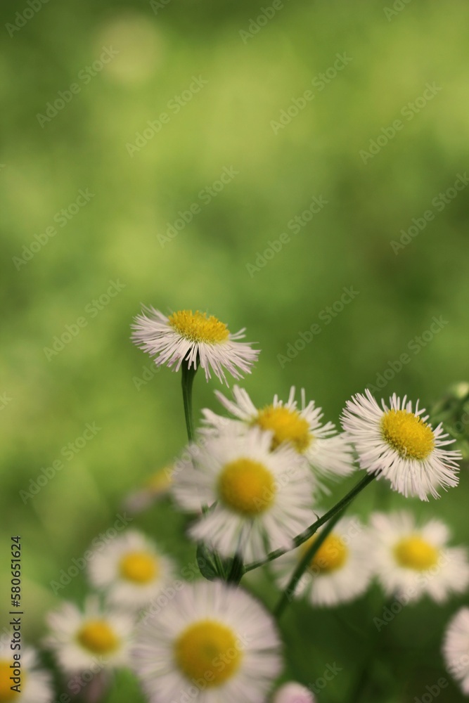 daisies in a field daisies in a field