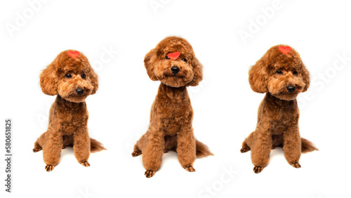 Web banner, a small beautiful red poodle sits with a red heart isolated on a white background in tree ways. Background for Valentine's day. Front view © Olha