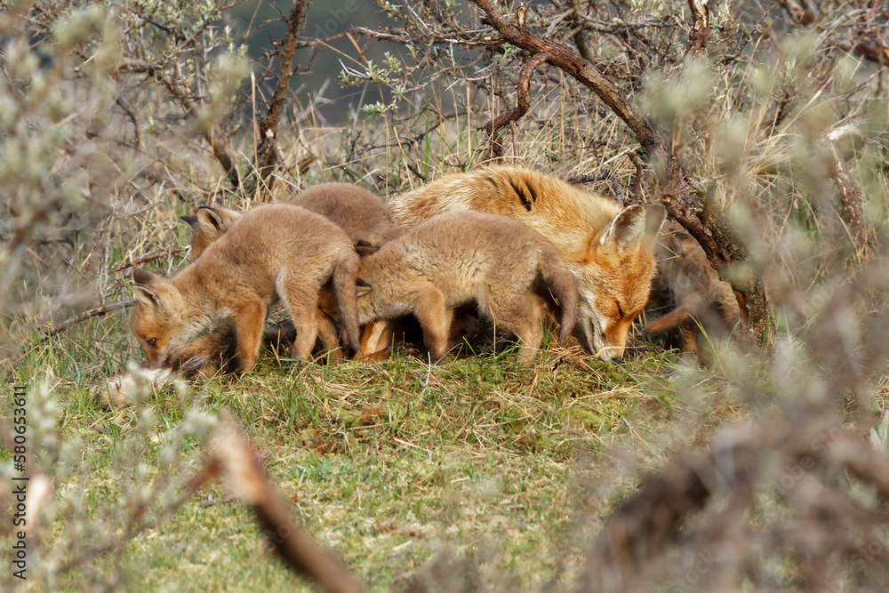 Fototapeta premium A red fox family sitting in their natural environment with a mother fox and her cups