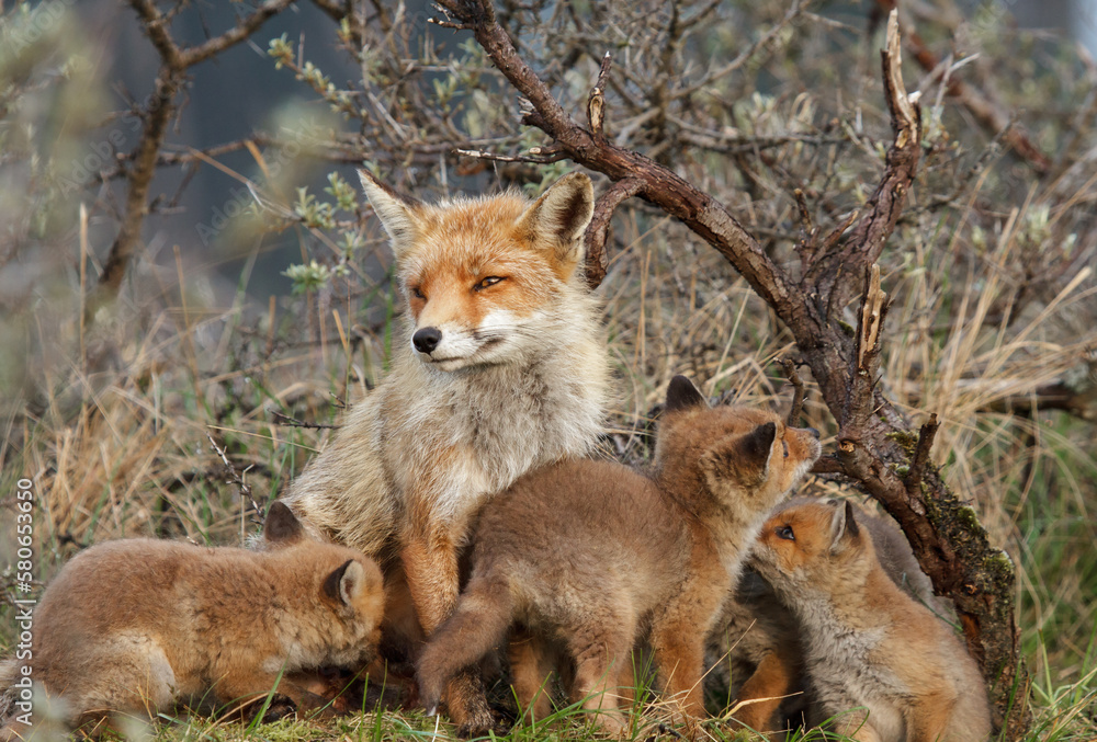 Fototapeta premium A red fox family sitting in their natural environment with a mother fox and her cups