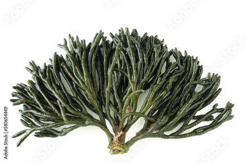Codium fragile. Seaweed on white background. Top view. Copy space.
