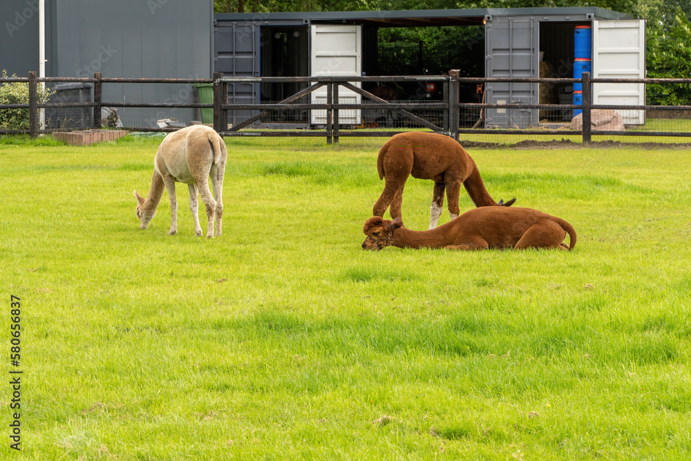Two brown alpacas and a white alpaca are eating and lounging on green grass meadow. Curious funny animals on meadow wear a halter. camelid. Wool of different colors. Three animals, one lying and two