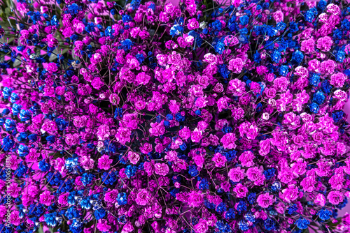 Background of purple and blue gypsophila flowers. Beautiful petals, top view of a colorful bouquet