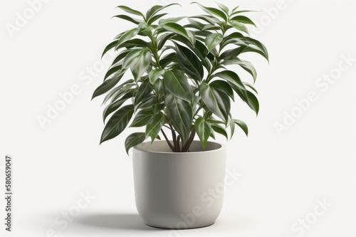 Plant in a pot on a white background. AI generative.