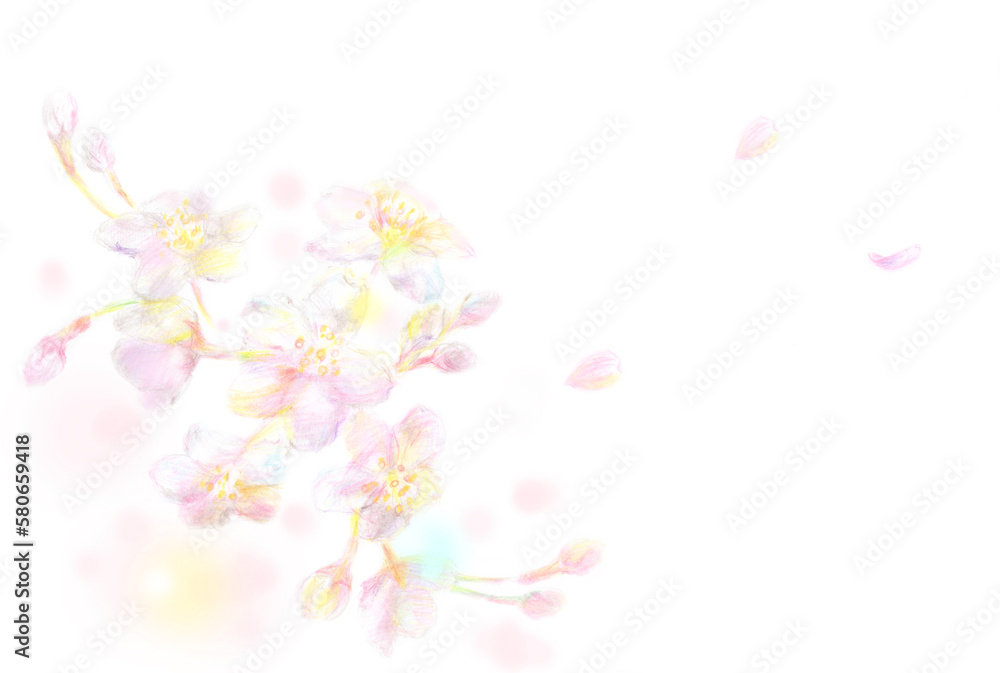 桜　花びら　色鉛筆　