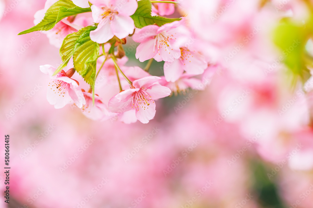 Obraz premium ピンク色が綺麗な満開の桜の花