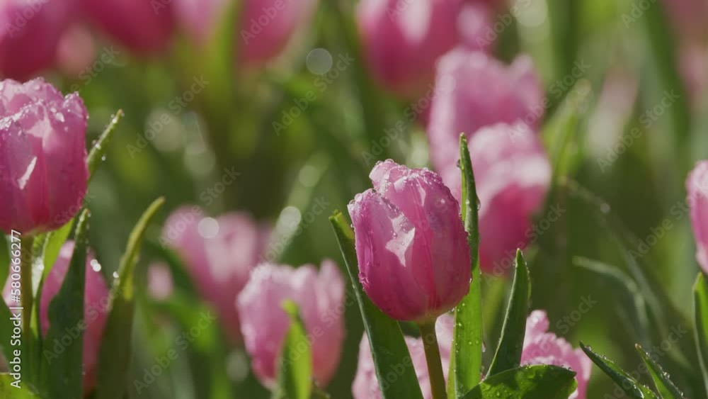 Multicolour pink tulips flower in garden Multicolour pink tulips flower in garden