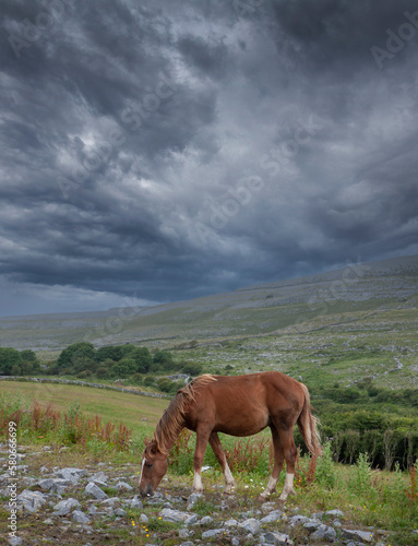 Ireland. Westcoast. Ring of kerry. Horse. 