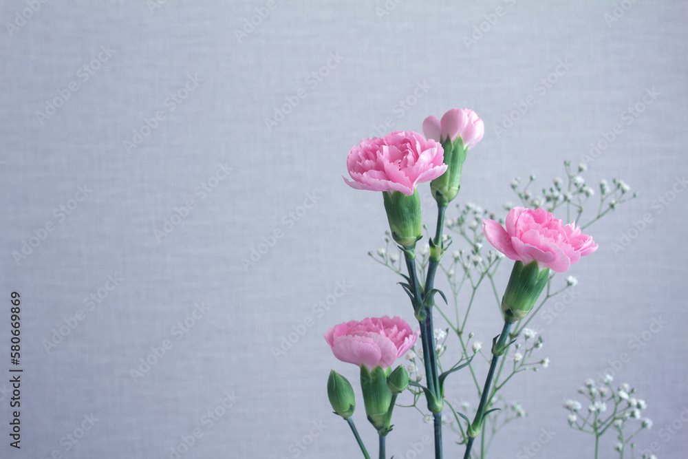 Pink carnations and baby's breath in blue space with copy space to the left Pink carnations and baby's breath in blue space with copy space to the left