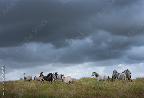 Wild horses at westcoast Ireland near Doolin. © A