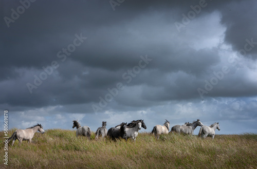 Wild horses at westcoast Ireland near Doolin.