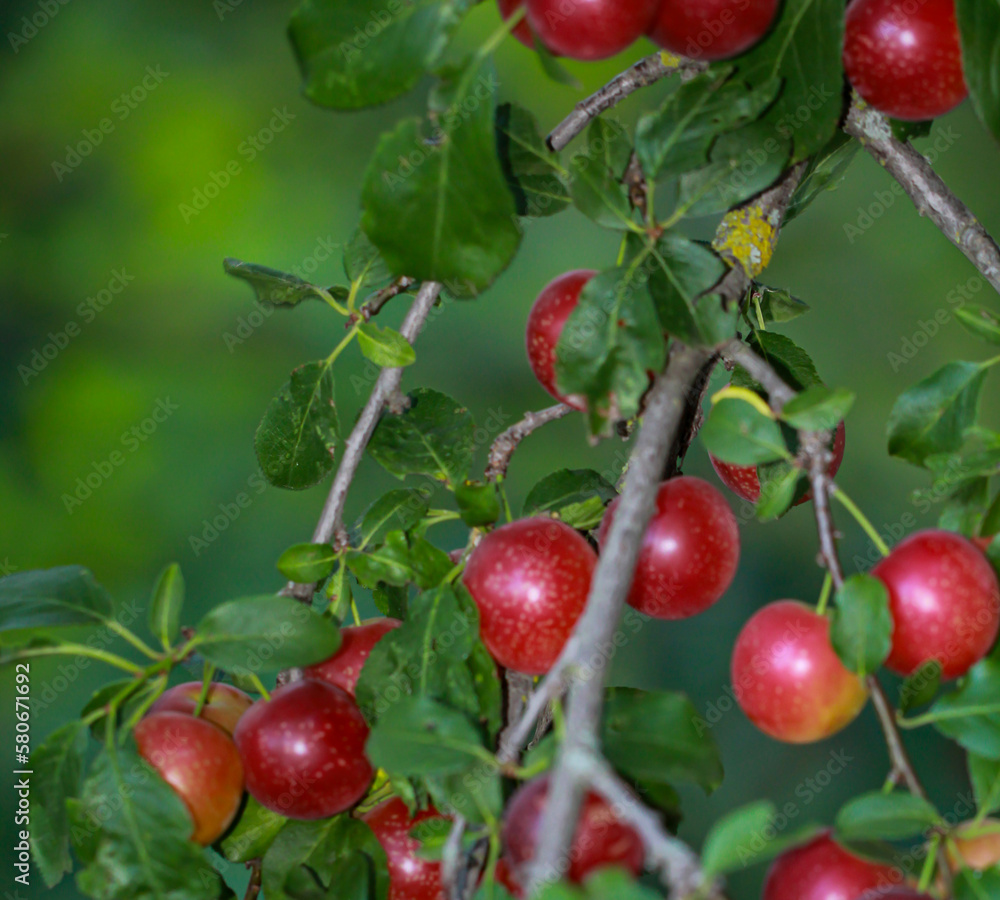 An einem Zweig eines Obstbaumes hängen im Spätsommer viele reife Früchte, Pflaumen, Mirabellen oder Ähnliches.