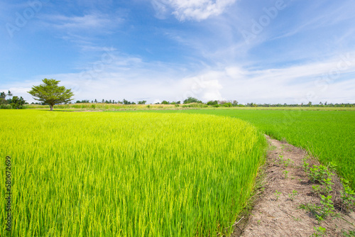Photography The Green rice paddy field plantation in Asia against a beautiful blue sky