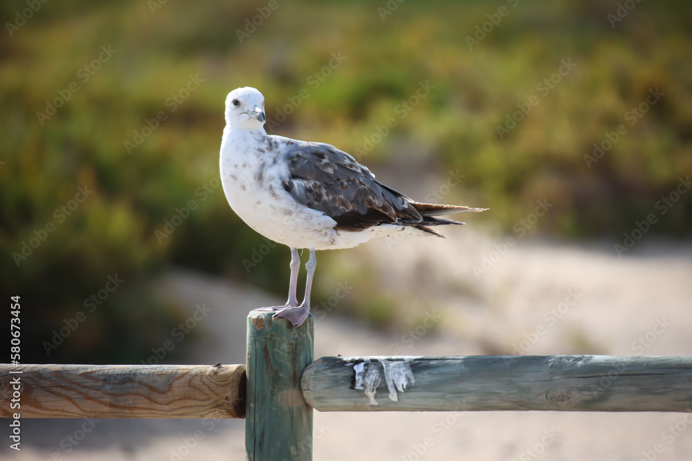 Eine Möwe sitzt auf einem Pfosten einer Wegbegrenzung.
Eine Möwe sitzt auf einem Pfosten einer Wegbegrenzung.