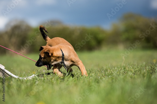 belgian sheppard puppy chasing tea towel