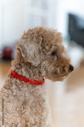 Close up of cute fluffy poodle miniature at home