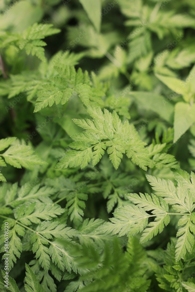 green fern background