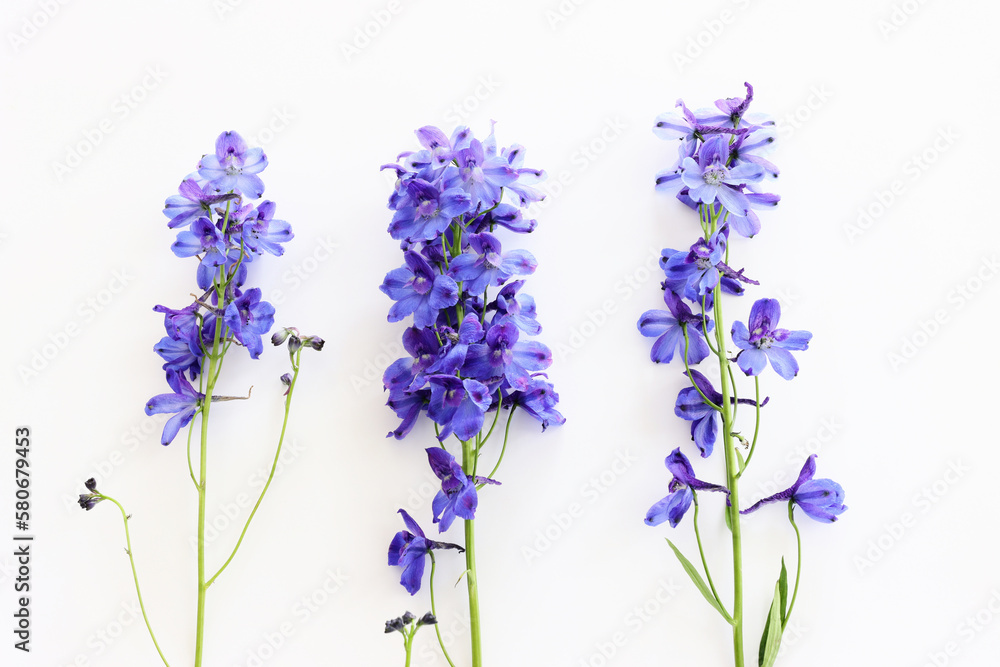 Naklejka premium Top view image of violet delphinium flowers composition over white isolated background