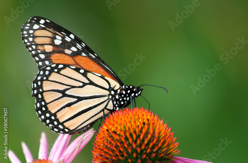 Canvas Print Close up of Monarch on Flower with Blurred Green Background at Garden in Chicago