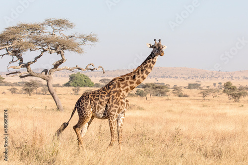 A giraffe standing alone in the Serengeti National park.