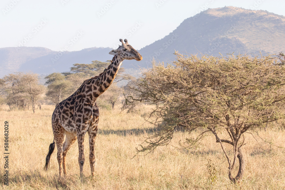 Obraz premium A giraffe standing alone in the Serengeti National park.