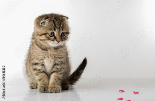 Fototapeta Naklejka Na Ścianę i Meble -  portrait of a beautiful kitten on a white background isolated with different emotions. a beautiful kitten looks at the camera,the kitten looks towards the product text.kitten on a white background wit