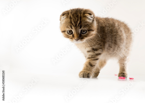 portrait of a beautiful kitten on a white background isolated with different emotions. a beautiful kitten looks at the camera,the kitten looks towards the product text.kitten on a white background wit © serhii