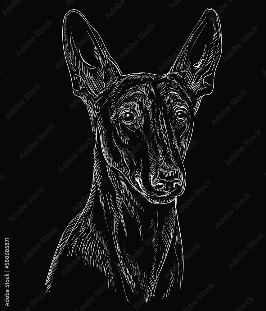 Engraving illustration of a Pharaoh Hound on a black background