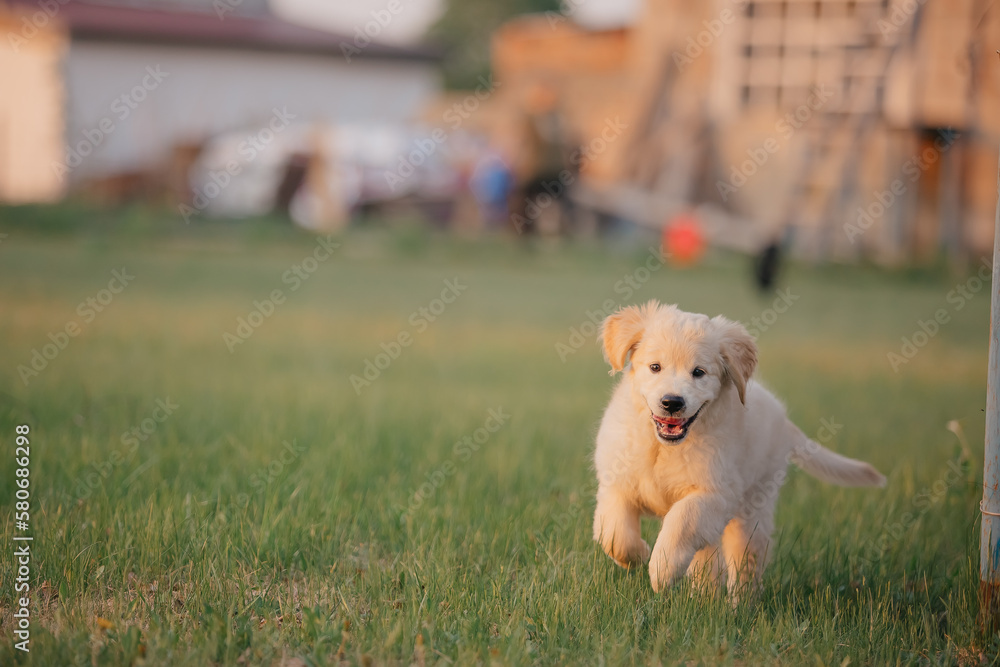 Golden retriever puppy walking on the grass in the summer in the setting sun