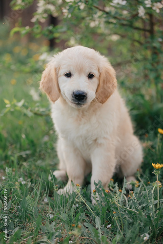 Golden retriever puppy walking on the grass in the summer in the setting sun