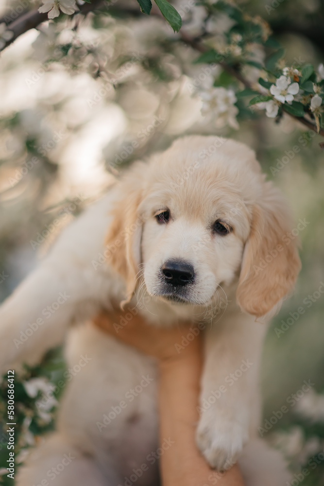 Golden Retriever puppy walks in the flowers in the summer on a sunny day Golden Retriever puppy walks in the flowers in the summer on a sunny day