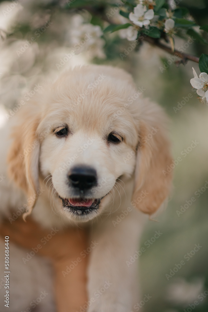 Golden Retriever puppy walks in the flowers in the summer on a sunny day