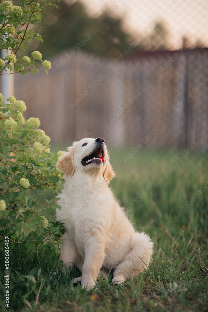 Golden retriever puppy walking on the grass in the summer in the setting sun Golden retriever puppy walking on the grass in the summer in the setting sun