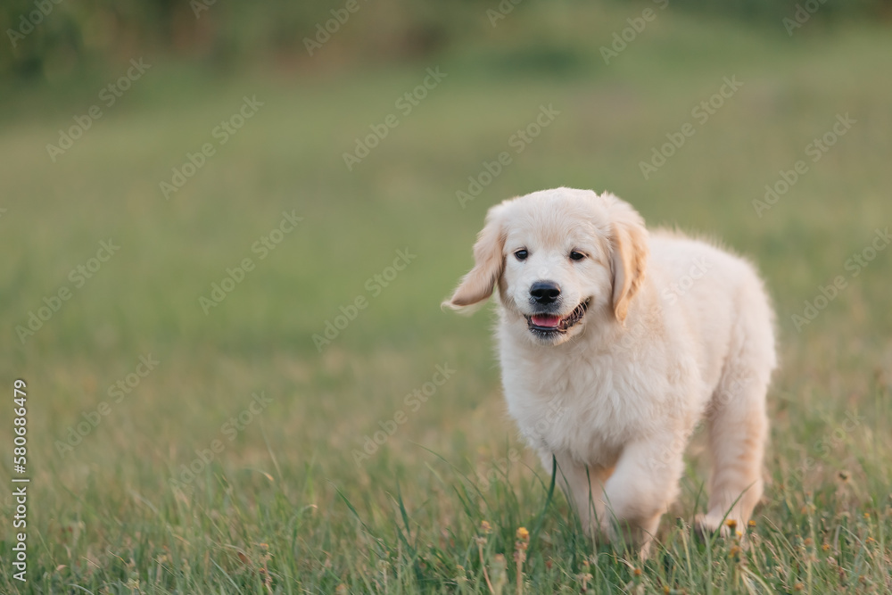 Golden retriever puppy walking on the grass in the summer in the setting sun Golden retriever puppy walking on the grass in the summer in the setting sun