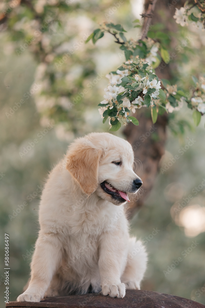 Golden Retriever puppy walks in the flowers in the summer on a sunny day Golden Retriever puppy walks in the flowers in the summer on a sunny day