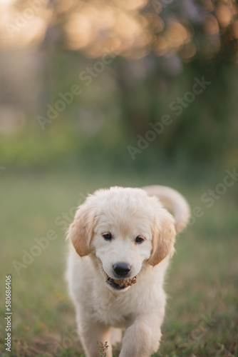 Golden retriever puppy walking on the grass in the summer in the setting sun