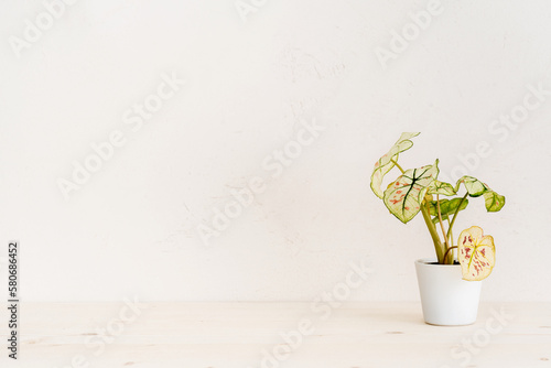 Table with succulent plant in flowerpot agianst bright grey wall.	 photo