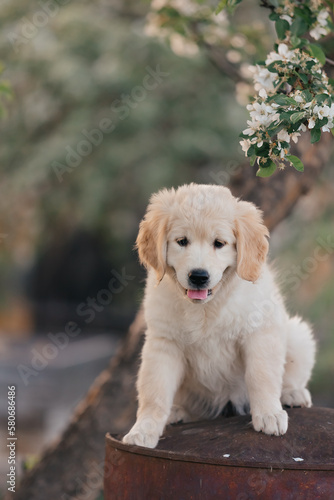 Golden Retriever puppy walks in the flowers in the summer on a sunny day