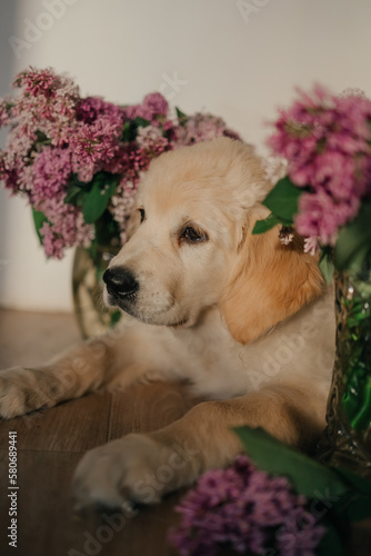 golden retriever puppy resting at home on the floor with lilac flowers