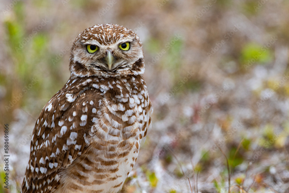 Alert Burrowing Owl close up portrait in Florida Alert Burrowing Owl close up portrait in Florida