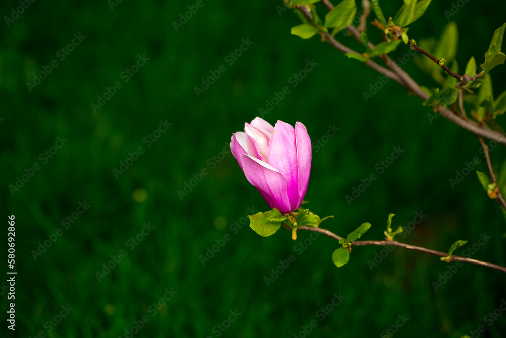 Blooming magnolia in spring. Beautiful buds of pink flowers close-up with blurred space for text.