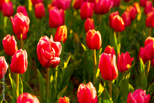 Blooming tulips. Spring floral background. Field of bright beautiful tulips close-up. Colorful tulips at the Holland Flower Festival. long banner