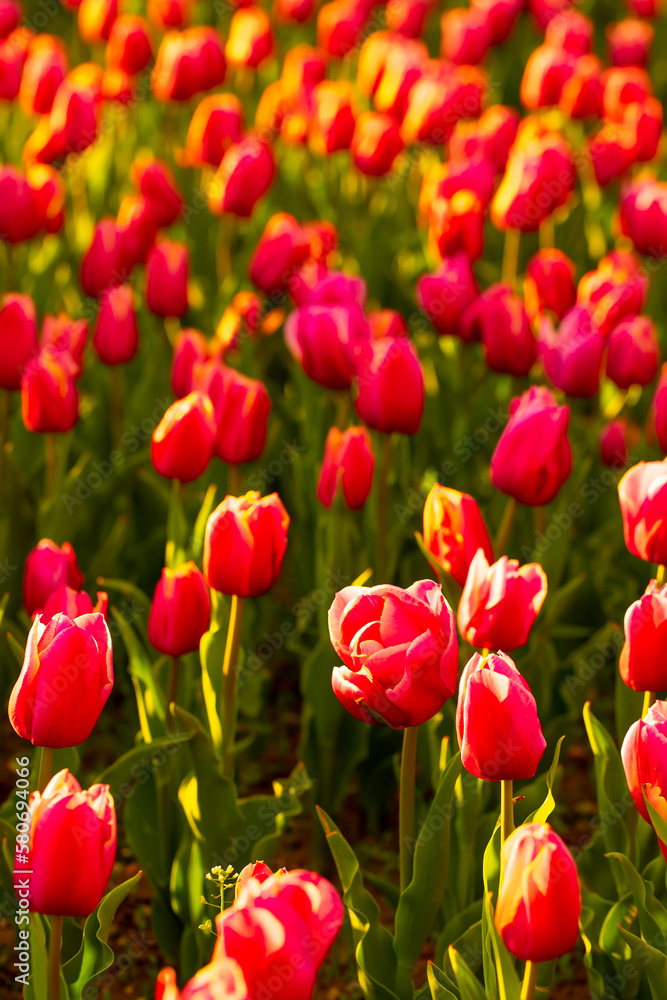 Blooming tulips. Spring floral background. Field of bright beautiful tulips close-up. Colorful tulips at the Holland Flower Festival. long banner Blooming tulips. Spring floral background. Field of bright beautiful tulips close-up. Colorful tulips at the Holland Flower Festival. long banner