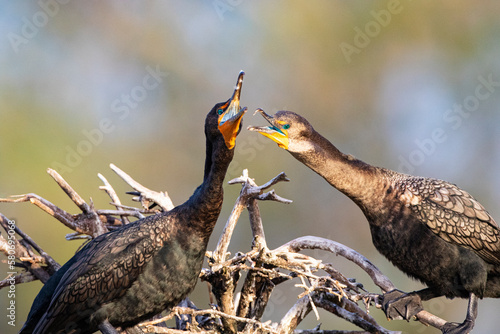 Cormorant pair in active courtship interactions with natural bokeh background in Florida wetlands rookery near Delray Beach photo