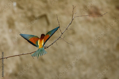 Colorful Bee Eater in the Danube Delta	 photo