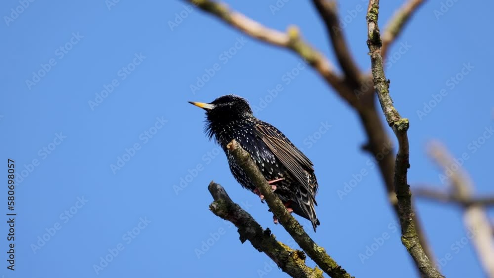 Common European Starling Bird or Sturnus vulgaris perched on branch of in a tree during winter time, Antwerp, Belgium. High quality FullHD footage Common European Starling Bird or Sturnus vulgaris perched on branch of in a tree during winter time, Antwerp, Belgium. High quality FullHD footage