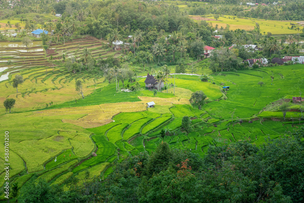 beautiful rice terraces in tropical land