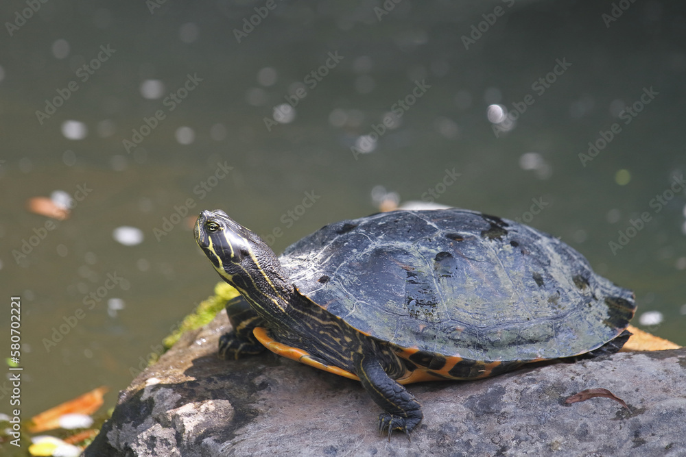 Fototapeta premium Rotwangen-Schildkröte